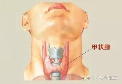 郑州甲状腺医院官网是什么_简介_专家挂号